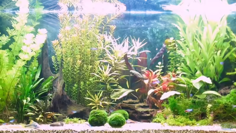 nach 4 Wochen von Oktopus (5)