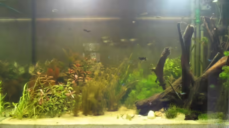 Nach 4 Wochen wieder Algenfrei !