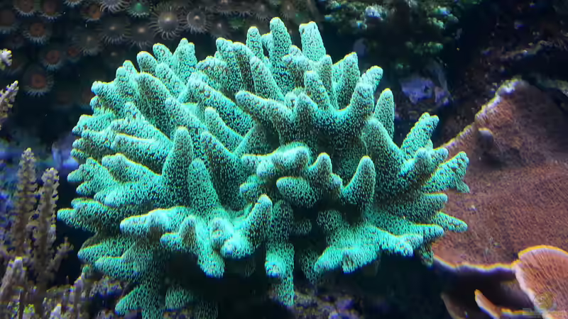 nach 5 Monaten ! 27.11.2013 von urbi (53)