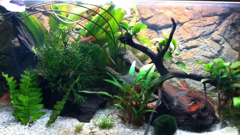 nach 5 Monaten mal Fotografiert, gro??es Algenproblem :( von Aquarianer Rü (1)