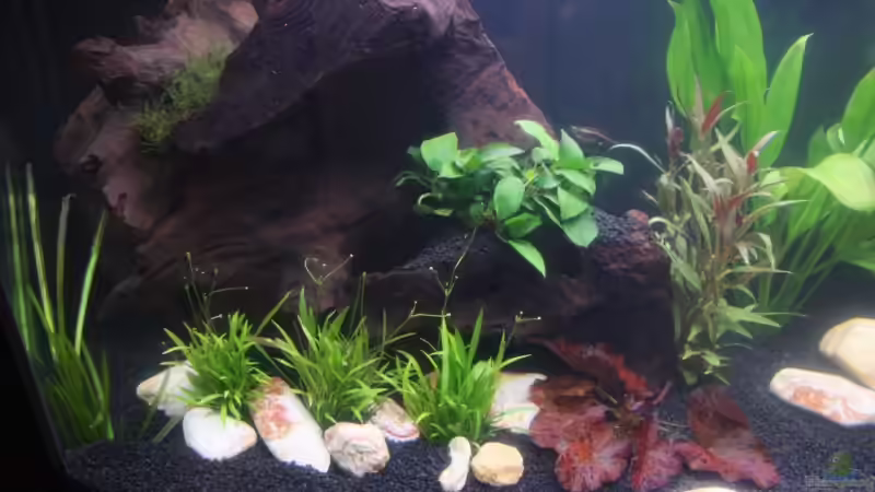 nach 5 Tagen von Nicki83 (8)