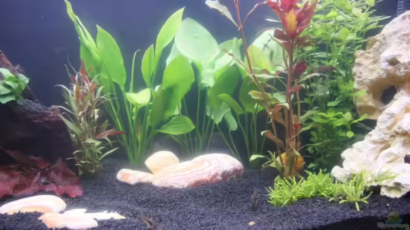 nach 5 Tagen von Nicki83 (9)