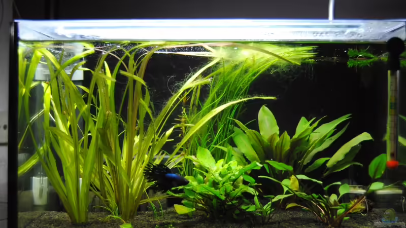 Nach 5 Wochen von Markus96 (4)