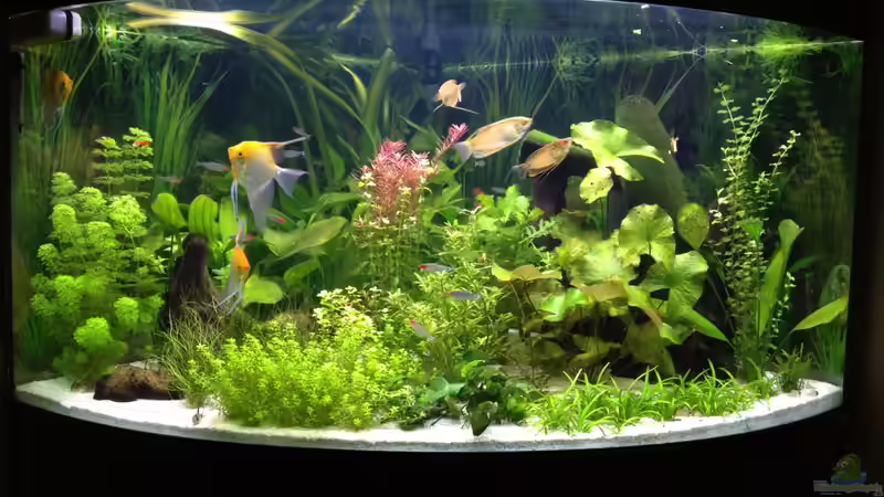 nach 5 Wochen von Nebukadnezar2k (6)