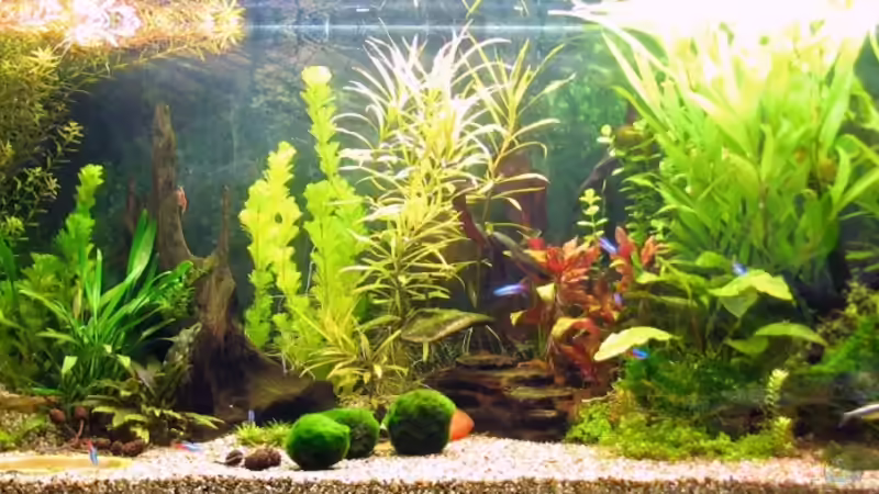 nach 5 Wochen von Oktopus (6)