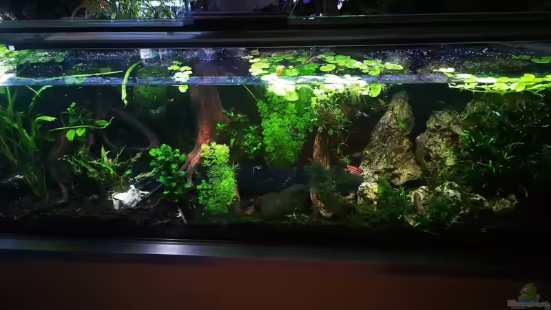 Nach 6 monaten von Alexander Deepocean (13)