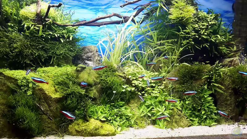 Nach 6 Wochen von Der Nicky (68)