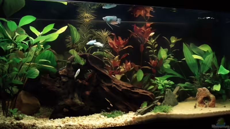 nach 6 Wochen von Meike J. (5)