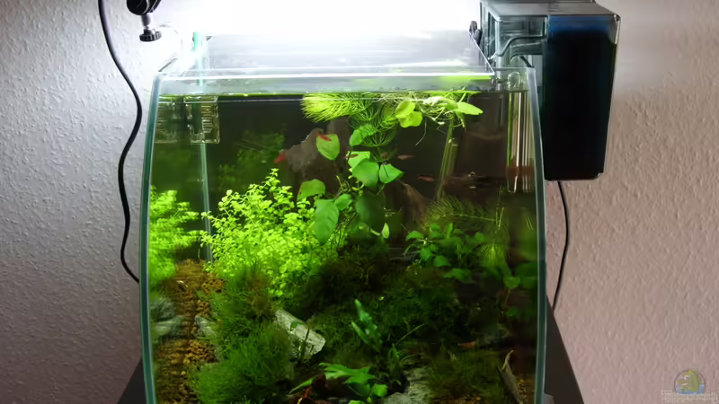 Nach 6 Wochen von Nanonana (2)