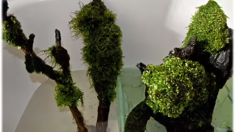 Nach 6 Wochen von Ralf64 (50)