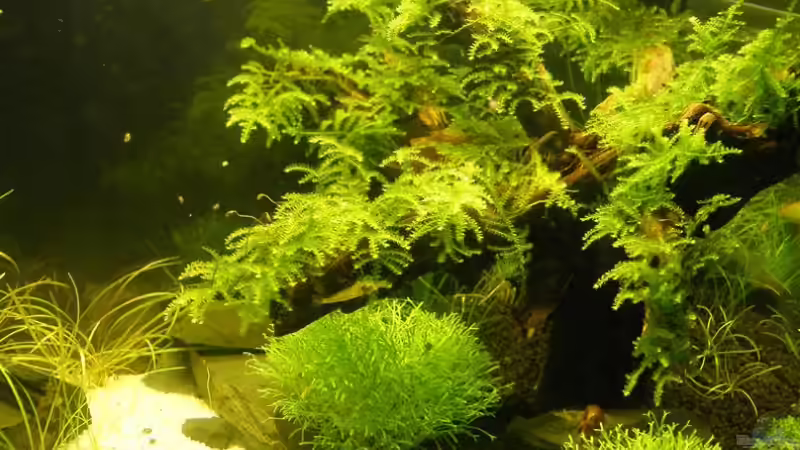 nach 6 Wochen von Tino Laue (17)