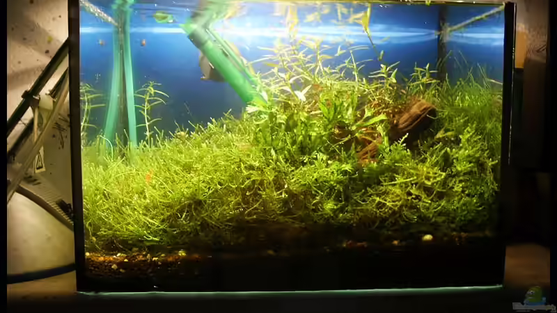 nach 7 Wochen von Ingrid Jung (5)