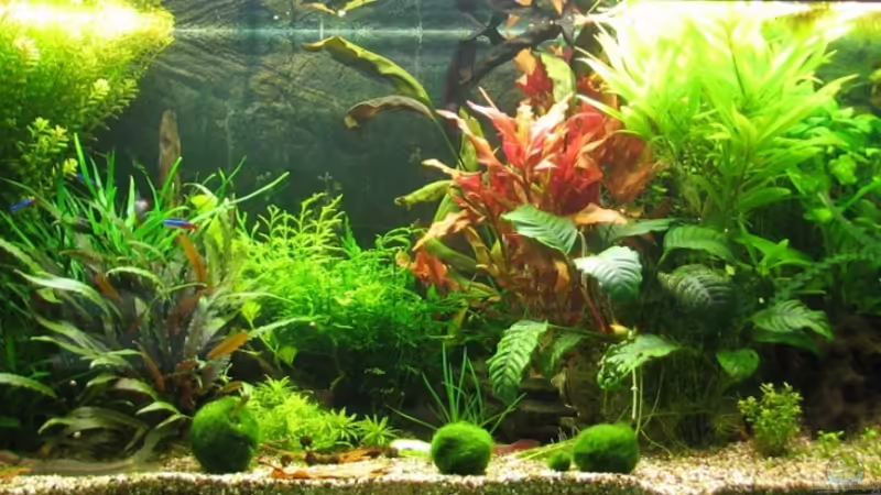 nach 8 Monaten von Oktopus (9)