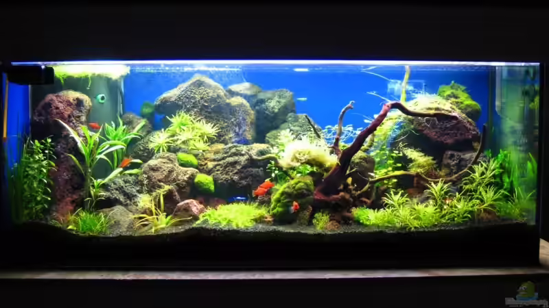 nach 8 Wochen von Bartosz Jung (5)