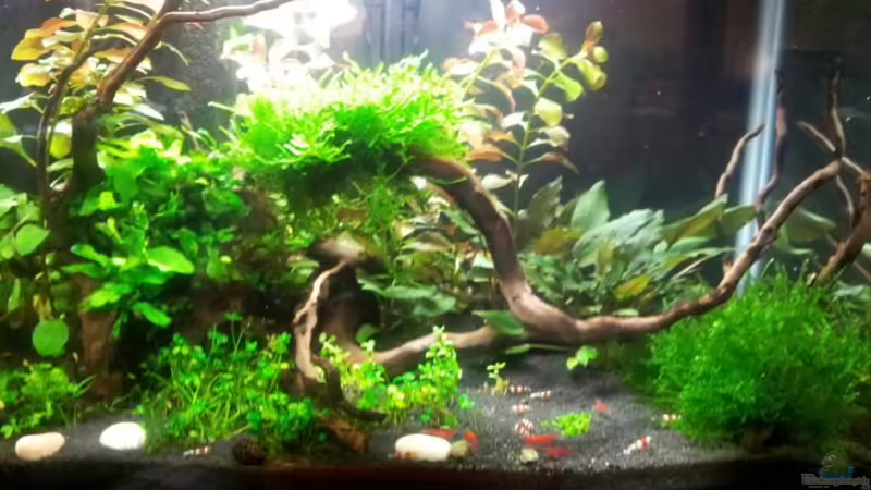 nach 8 Wochen von feuervogel-82 (12)