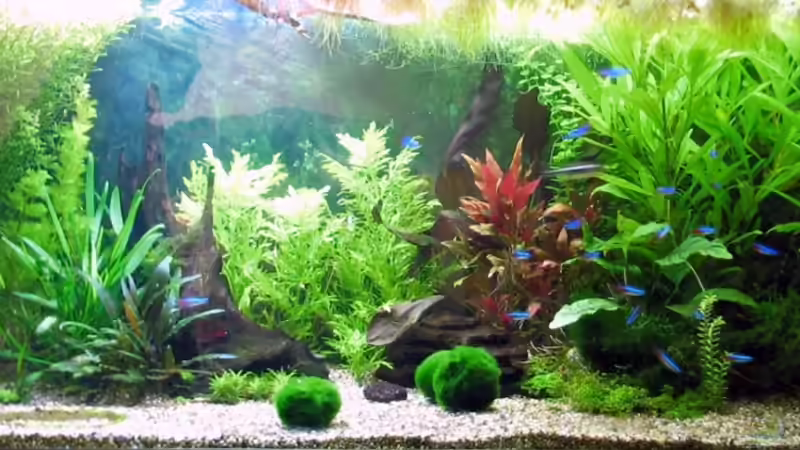 nach 8 Wochen von Oktopus (1)