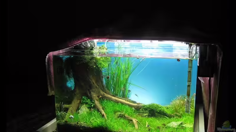 nach 9. Woche von niva (11)