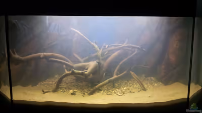 Nach 90% Wasserwechsel von Michael Scheffler (6)