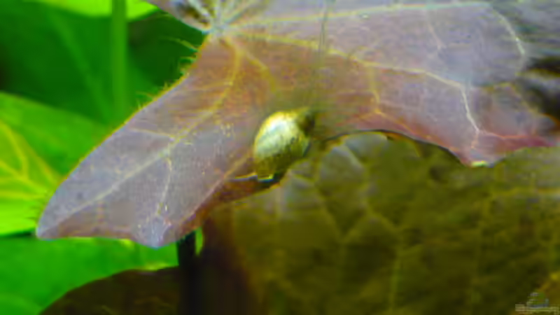 nach Algenplage von Wels (21)