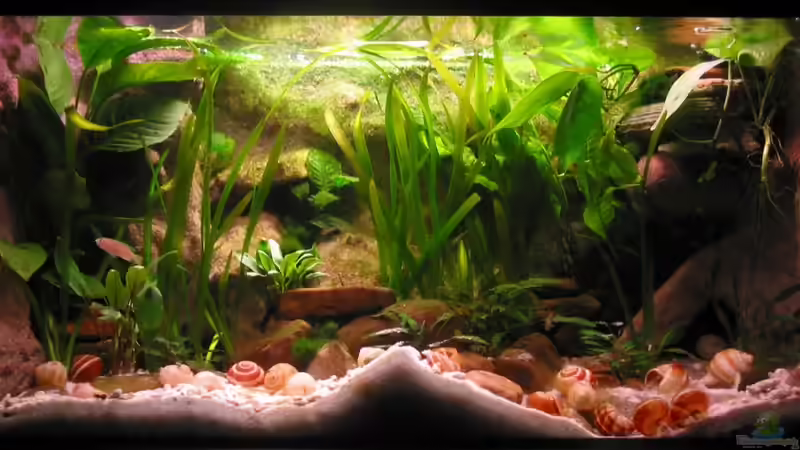 Nach Austausch der Marine-Glo, ohne Lamprologus (Stand: Februar 2010) von mawa (1)