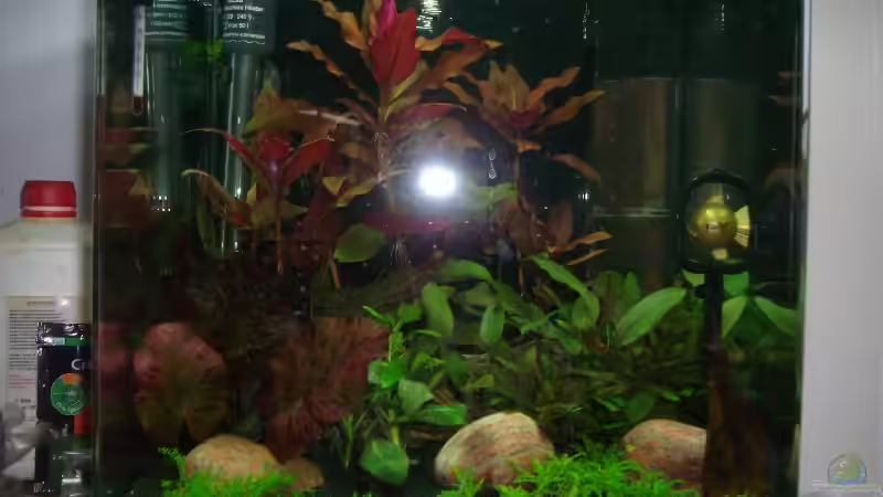 Nach bearbeitung der Bepflanzung am 16.01.2011 von Bullseye 77 (3)