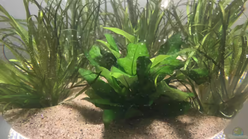 nach Befüllung, Nahaufnahme (26.04.2018) von BaBa (3)