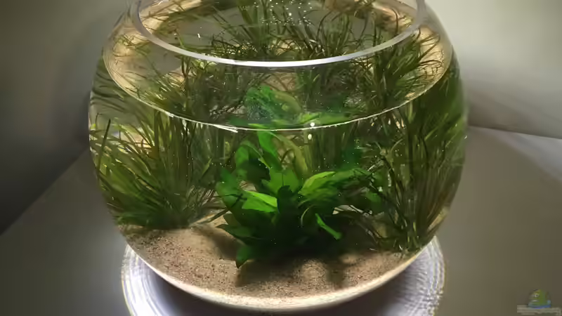 nach Befüllung (26.04.2018) von BaBa (2)