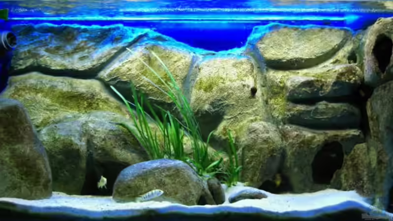 nach Blaualgenbefall und Dunkelkur von jankov (8)