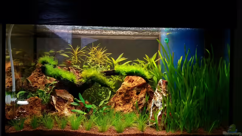 nach ca. 1 Woche von Aquasteve (3)