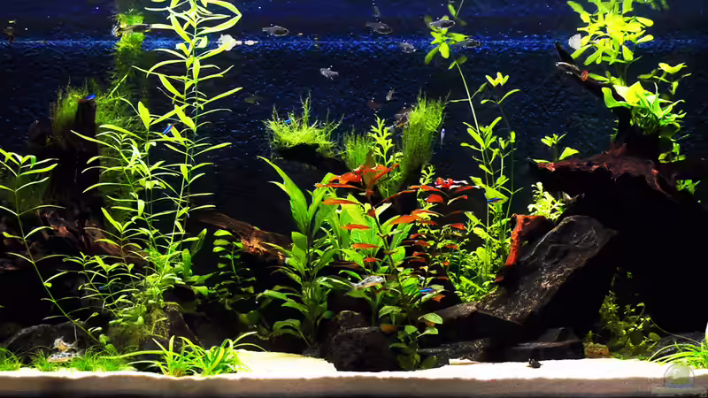 Nach ca. 2 Monaten von bigbeef (1)