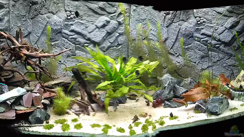 Nach ca. 3 Wochen. Ein Teil der Pflanzen ist schon gewachsen. von AdrianSoS (26)