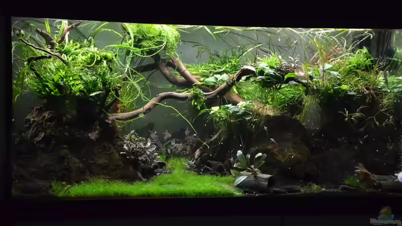 Nach ca. 6Monaten und regenläßigem Rückschnitt (ohne Rückwand Beleuchtung) von Gallius (10)