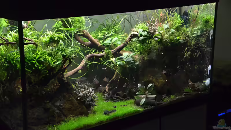 Nach ca. 6Monaten und regenläßigem Rückschnitt (ohne Rückwand Beleuchtung) von Gallius (11)