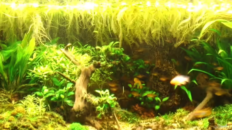 nach ca. 8 Monaten (noch mit Schwimmpflanzen und ohne die große Wurzel) von diveman (5)