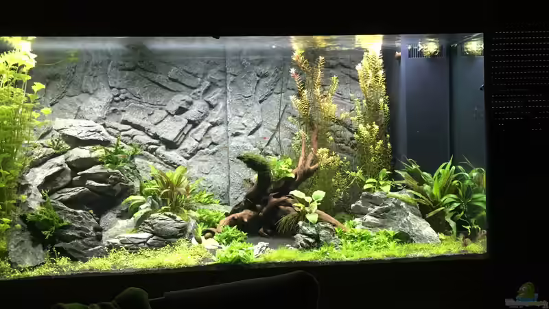 Nach ca. 8 Wochen von AchimSaar (51)