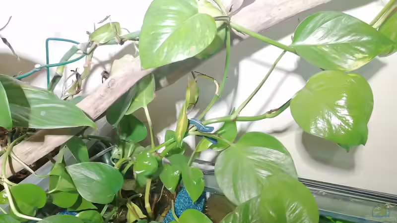 Nach ca. 9Monaten hat sich auch was im Filter getan von DaLi (14)