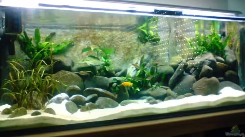 Nach ca.10 Wochen von Michael Geigel (5)