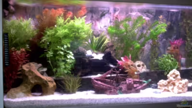 Nach ca.2 Wochen Einlaufzeit von Volker Heim (1)