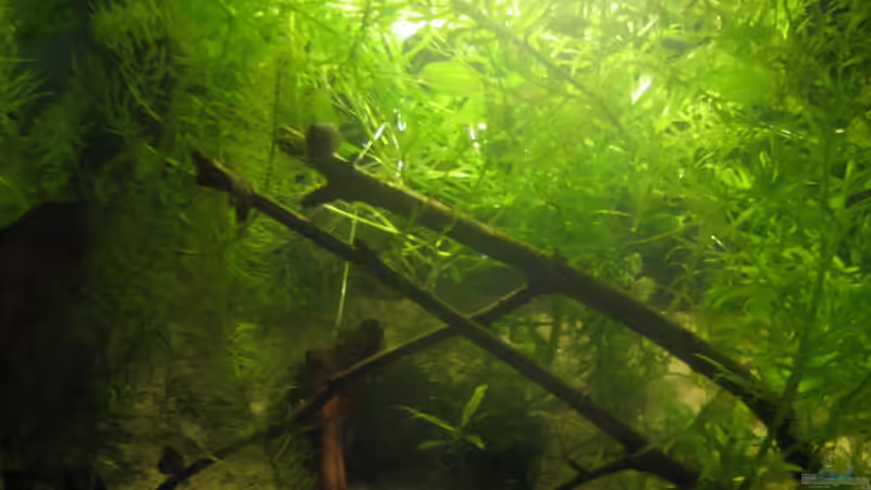 nach dem Auszug der Perlhühnern herscht noch ein bisschen Chaos von chrisi01 (5)