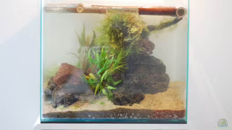 nach dem Befüllen und mit restlichen Pflanzen von TimTamTellerlein (7)