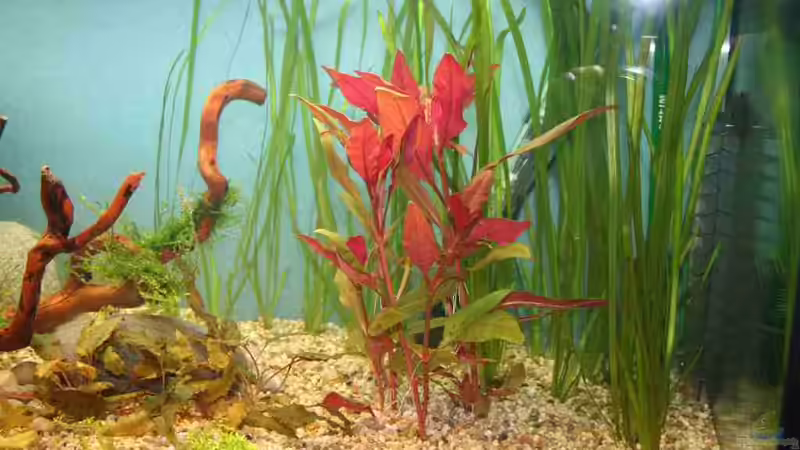 Nach dem bepflanzen von Tom G. (3)