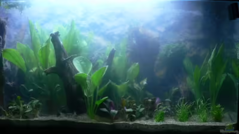 Nach dem Bepflanzen von Zapfenmanderl (2)