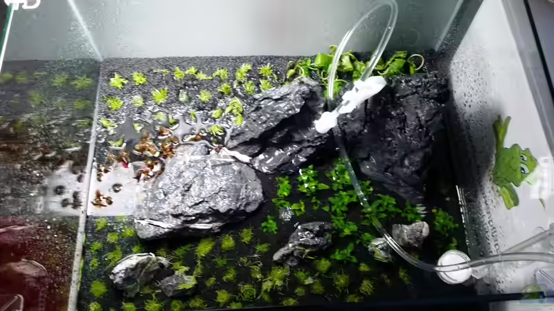 Nach dem eingepflanzen von Kai-Uwe M (12)