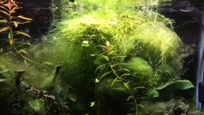 Nach dem Einsatz der Aquarien Freshers - die Fadenalgen gehen zurück und die Moose und Pflanzen gewinnen die Oberhand! von Helga Kury (19)