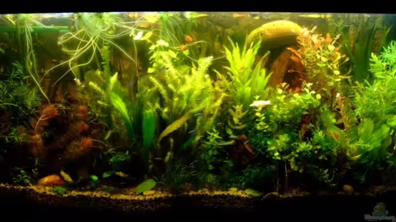 Nach dem ersten Pflanzenschnitt (06/06/08) von TetraMike (1)