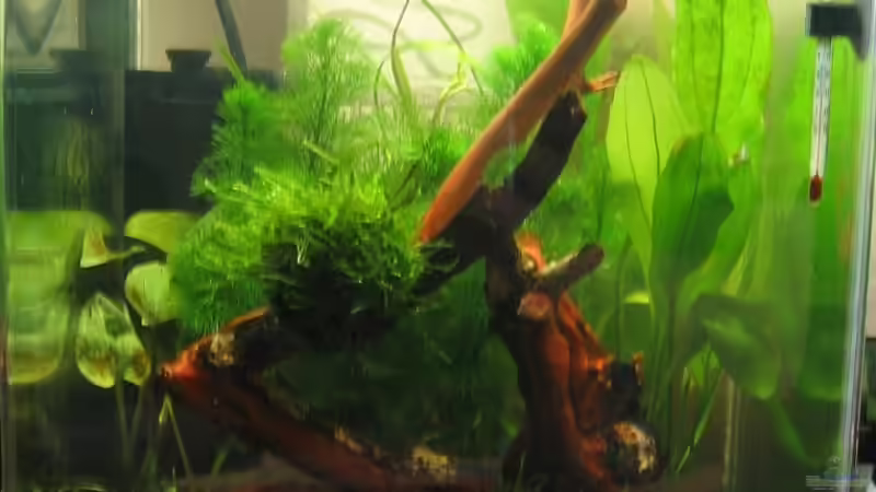 nach dem ersten Umbau von gomtuu (3)