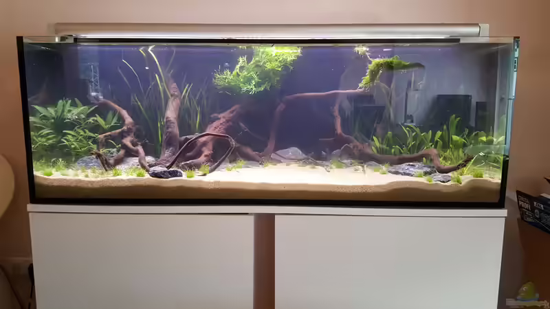 Nach dem ersten Wasserwechsel.  von frutolino (6)