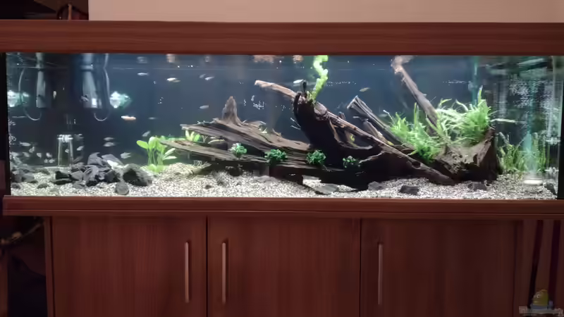 Nach dem ersten Wasserwechsel am 14.10.2021 von C-NA (4)