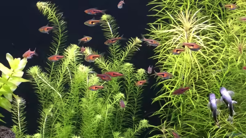 Nach dem Füttern,alle sind satt von Aquafreak1411 (30)