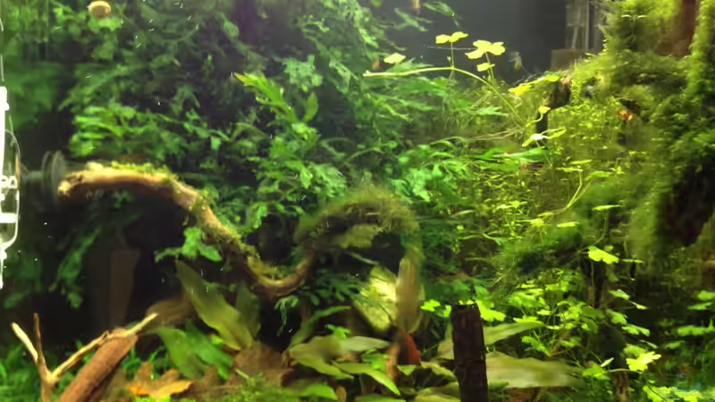 nach dem gärtnern 05.09.2013 von Walde (35)